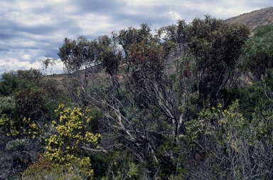 APII jpeg image of Eucalyptus aquilina  © contact APII