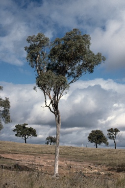 APII jpeg image of Eucalyptus albens  © contact APII