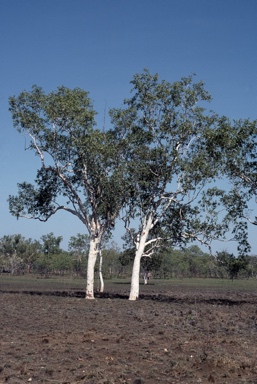 APII jpeg image of Eucalyptus apodophylla  © contact APII