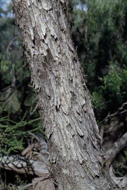 APII jpeg image of Eucalyptus bakeri  © contact APII