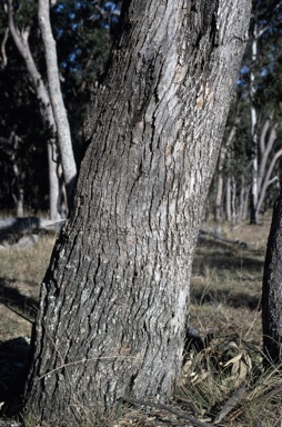 APII jpeg image of Eucalyptus bridgesiana  © contact APII