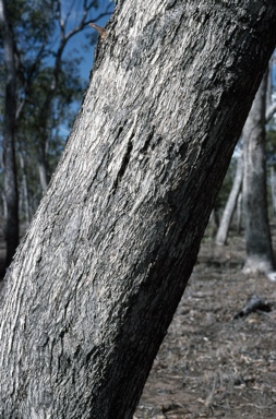 APII jpeg image of Eucalyptus brownii  © contact APII