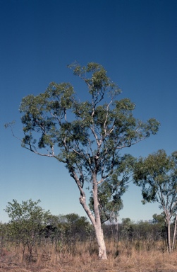 APII jpeg image of Eucalyptus chlorophylla  © contact APII