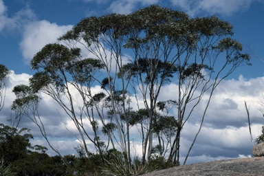 APII jpeg image of Eucalyptus codonocarpa  © contact APII