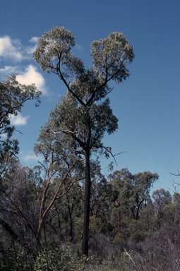 APII jpeg image of Eucalyptus corynodes  © contact APII