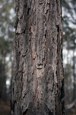 APII jpeg image of Eucalyptus dura  © contact APII