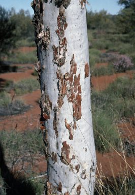 APII jpeg image of Eucalyptus gongylocarpa  © contact APII