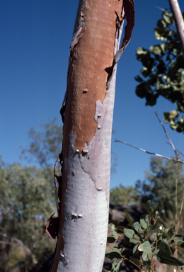 APII jpeg image of Eucalyptus herbertiana  © contact APII