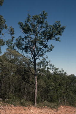 APII jpeg image of Eucalyptus howittiana  © contact APII