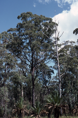 APII jpeg image of Eucalyptus laevopinea  © contact APII