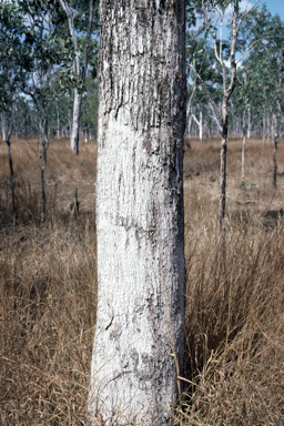 APII jpeg image of Eucalyptus leptophleba  © contact APII