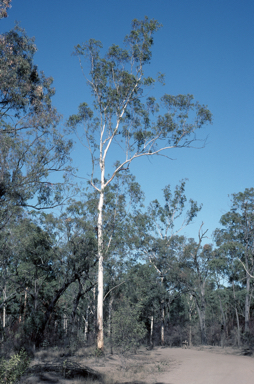 APII jpeg image of Eucalyptus longirostrata  © contact APII