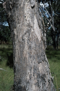 APII jpeg image of Eucalyptus melliodora  © contact APII