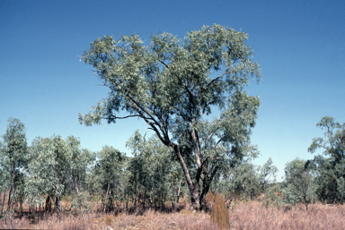 APII jpeg image of Eucalyptus microtheca  © contact APII