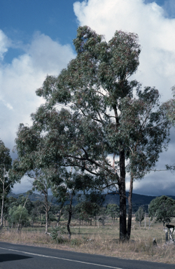 APII jpeg image of Eucalyptus nova-anglica  © contact APII