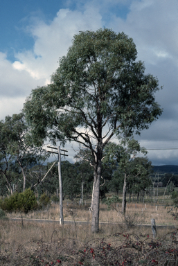 APII jpeg image of Eucalyptus nova-anglica  © contact APII