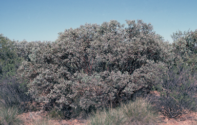 APII jpeg image of Eucalyptus orbifolia  © contact APII