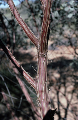 APII jpeg image of Eucalyptus orbifolia  © contact APII