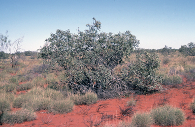 APII jpeg image of Eucalyptus pachyphylla  © contact APII