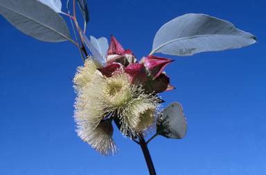 APII jpeg image of Eucalyptus pachyphylla  © contact APII