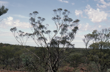 APII jpeg image of Eucalyptus semota  © contact APII