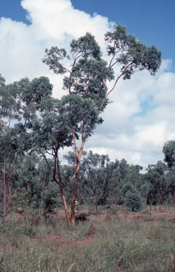 APII jpeg image of Eucalyptus similis  © contact APII