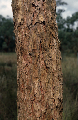 APII jpeg image of Eucalyptus similis  © contact APII