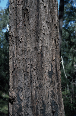 APII jpeg image of Eucalyptus melanoleuca  © contact APII