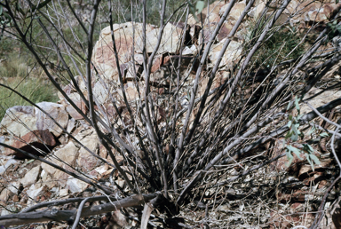 APII jpeg image of Eucalyptus nudicaulis  © contact APII