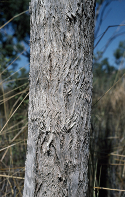 APII jpeg image of Eucalyptus obconica  © contact APII