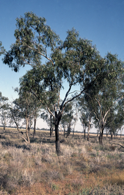 APII jpeg image of Eucalyptus ochrophloia  © contact APII