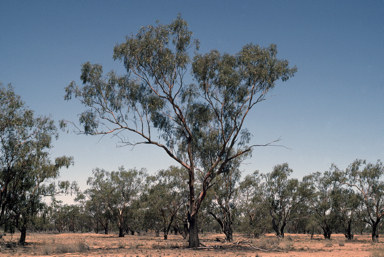 APII jpeg image of Eucalyptus ochrophloia  © contact APII