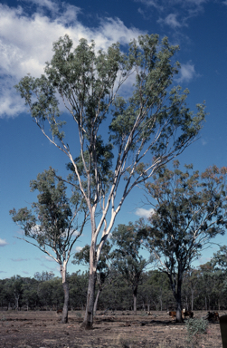 APII jpeg image of Eucalyptus orgadophila  © contact APII