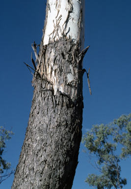 APII jpeg image of Eucalyptus orgadophila  © contact APII