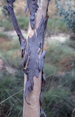 APII jpeg image of Eucalyptus pantoleuca  © contact APII