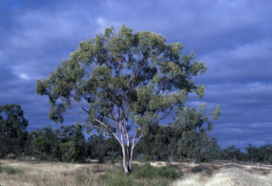 APII jpeg image of Eucalyptus persistens  © contact APII