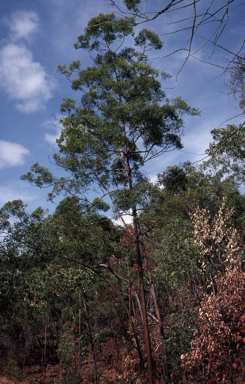 APII jpeg image of Eucalyptus phoenicea  © contact APII