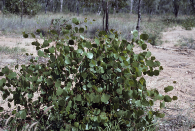 APII jpeg image of Eucalyptus populnea  © contact APII