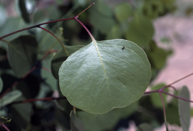 APII jpeg image of Eucalyptus populnea  © contact APII