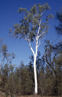 APII jpeg image of Eucalyptus tereticornis  © contact APII