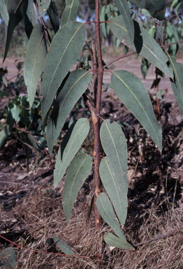 APII jpeg image of Eucalyptus tetrodonta  © contact APII