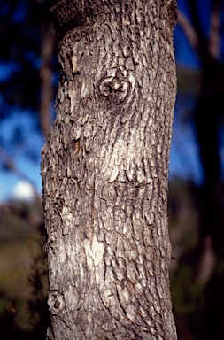 APII jpeg image of Eucalyptus bridgesiana  © contact APII