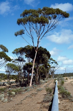 APII jpeg image of Eucalyptus brockwayi  © contact APII