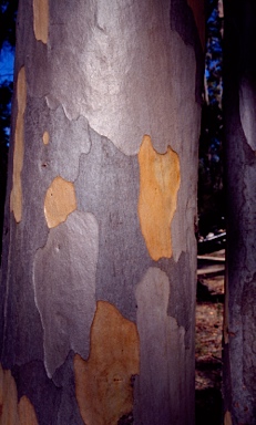 APII jpeg image of Eucalyptus brevistylis  © contact APII