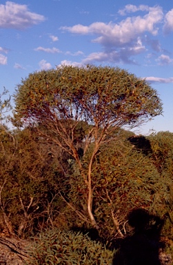 APII jpeg image of Eucalyptus buprestium  © contact APII