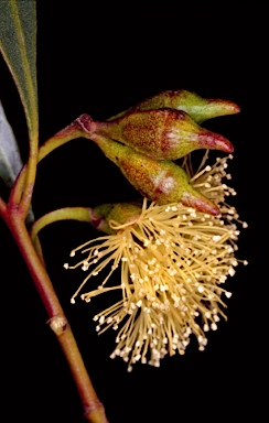 APII jpeg image of Eucalyptus captiosa  © contact APII