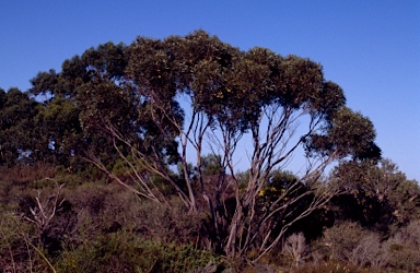 APII jpeg image of Eucalyptus captiosa  © contact APII