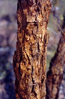 APII jpeg image of Eucalyptus ceracea  © contact APII