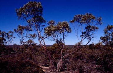 APII jpeg image of Eucalyptus ceratocorys  © contact APII