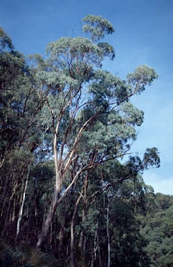 APII jpeg image of Eucalyptus chapmaniana  © contact APII